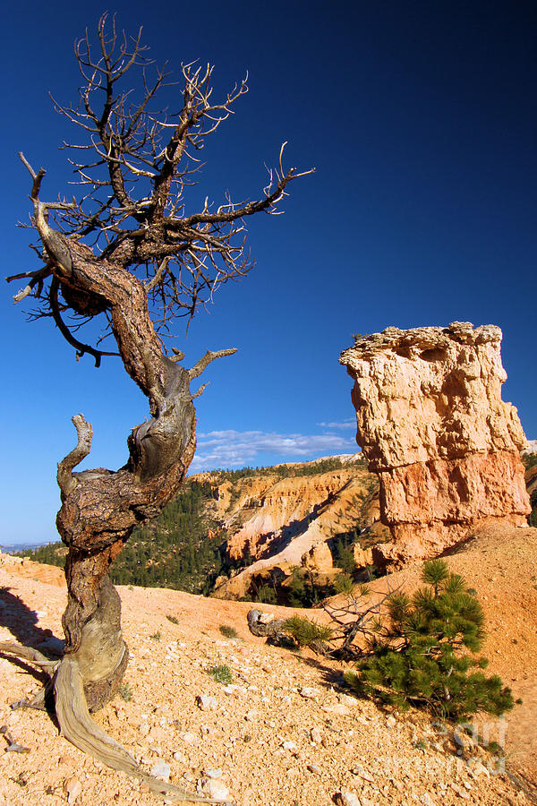 The Hoodoo And The Tree Photograph by Adam Jewell