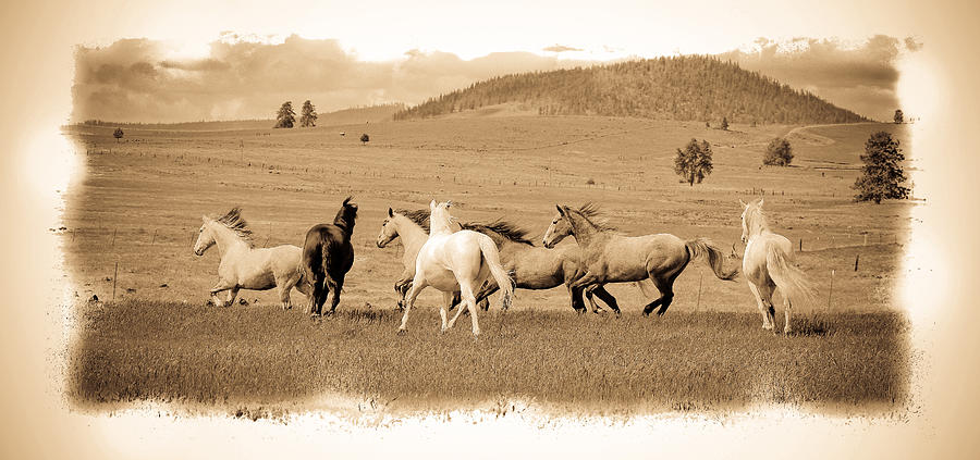 The Horse Herd Photograph by Steve McKinzie