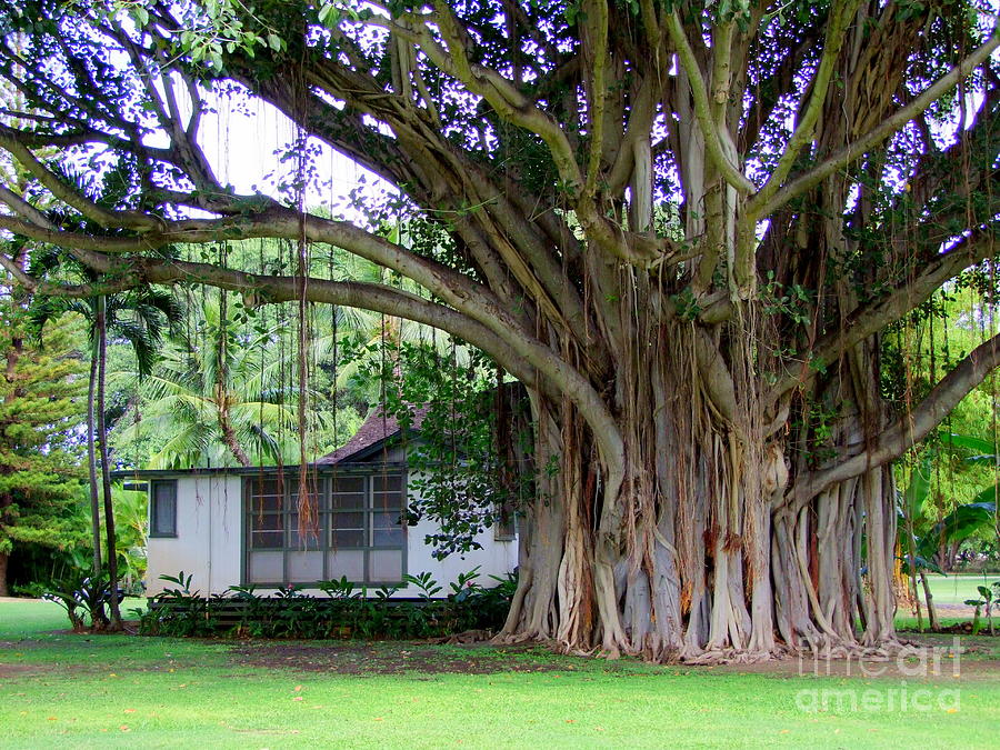 The House Beside the Banyan Tree Photograph by Mary Deal