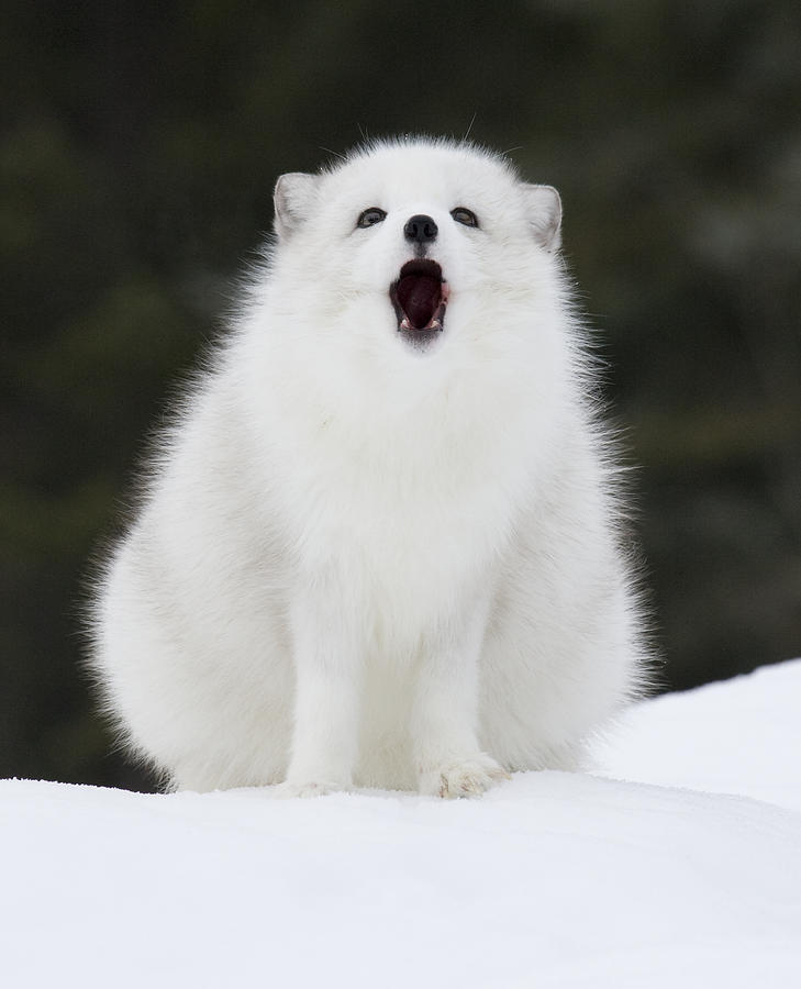 The Howl Photograph by John Gregg | Fine Art America