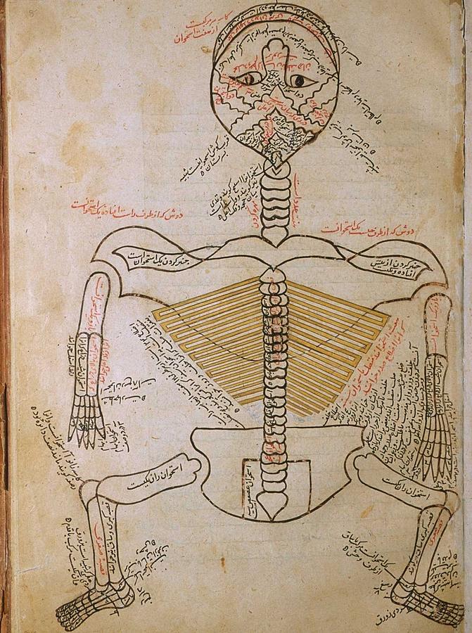 Skeleton Photograph - The Human Skeleton, From Mansurs by Everett