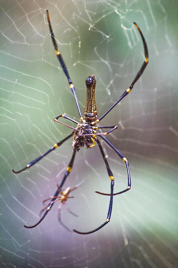 Spider Photograph - The Hunter and its Prey by Douglas Barnard