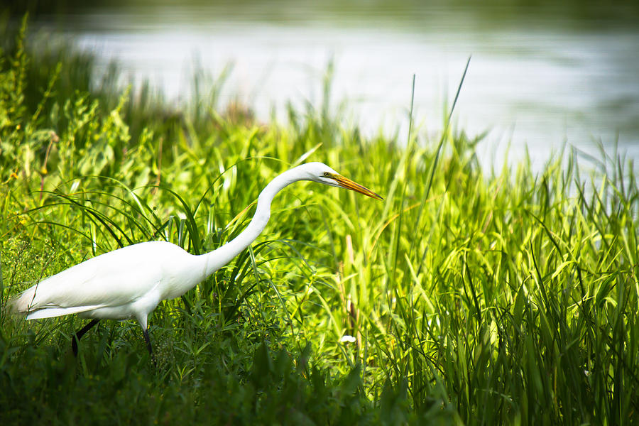 Egret Photograph - The Hunter by Jason Smith