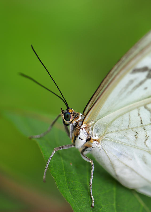 The iridescent eyes of a White Morpho Butterfly Photograph by Bill Dodsworth