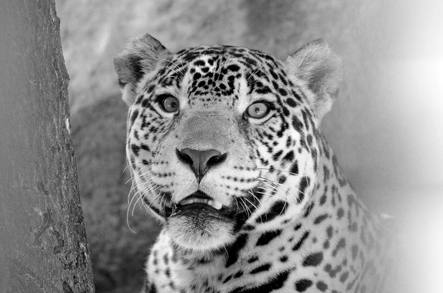 The Jaguar Spots You Photograph by Catherine Murton