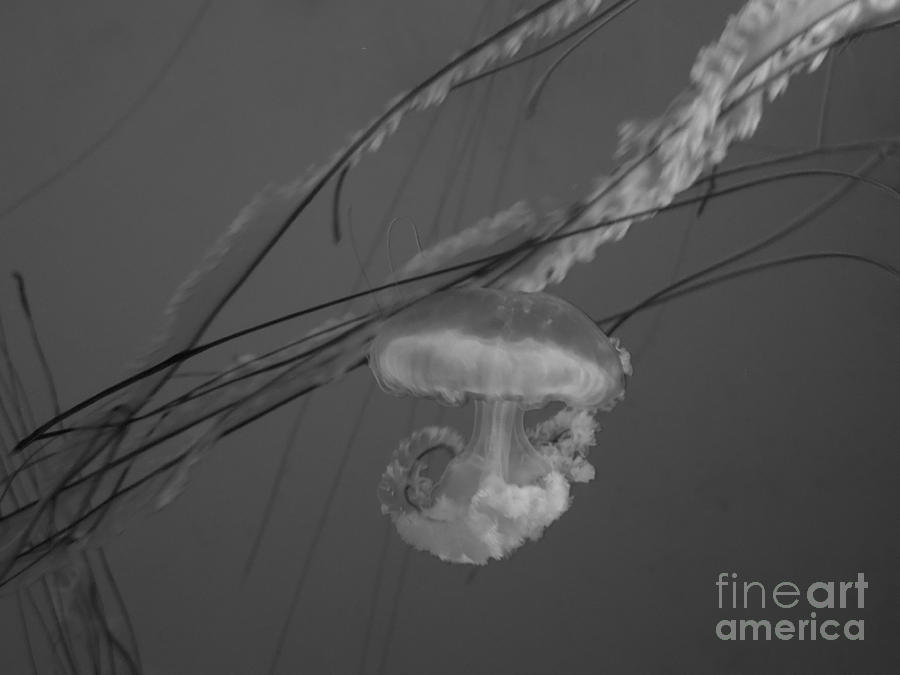 The Jellyfish In Black and White Photograph by Chad and Stacey Hall
