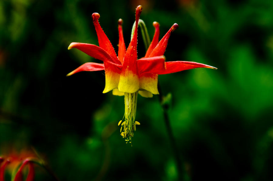 Flowers Still Life Photograph - The Jester by Travis Crockart