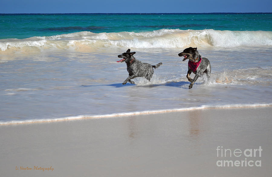 The Joy Of The Chase Photograph by Li Newton