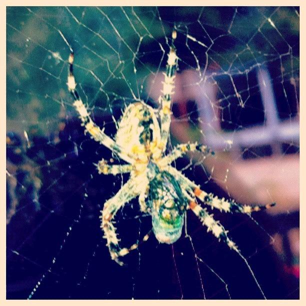Spider Photograph - The Joys Of Living In The Sticks by Tarah Labossiere