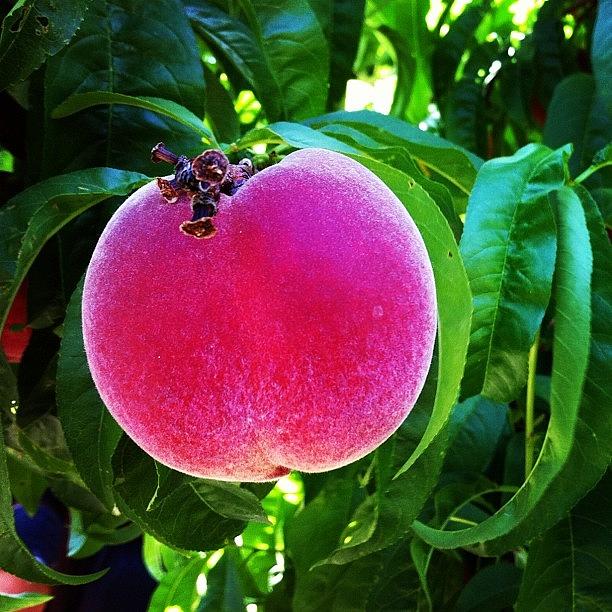The Juiciest Peaches Ive Tasted And Photograph by Christopher Chan