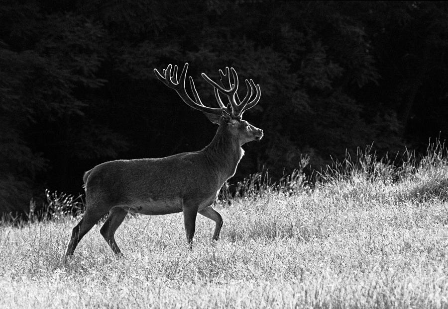 The King of the Forest Photograph by Janos Vajda - Fine Art America