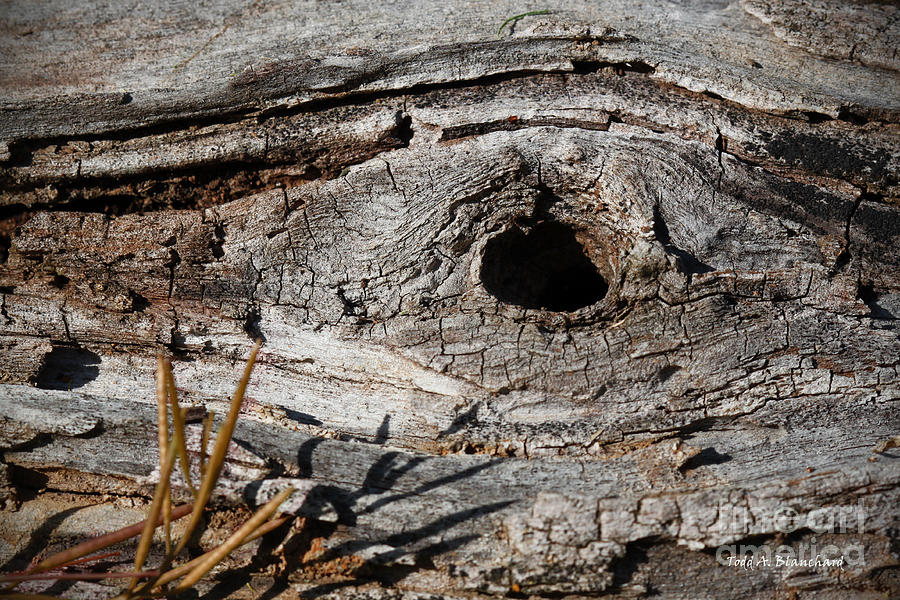 The Knot Photograph by Todd Blanchard