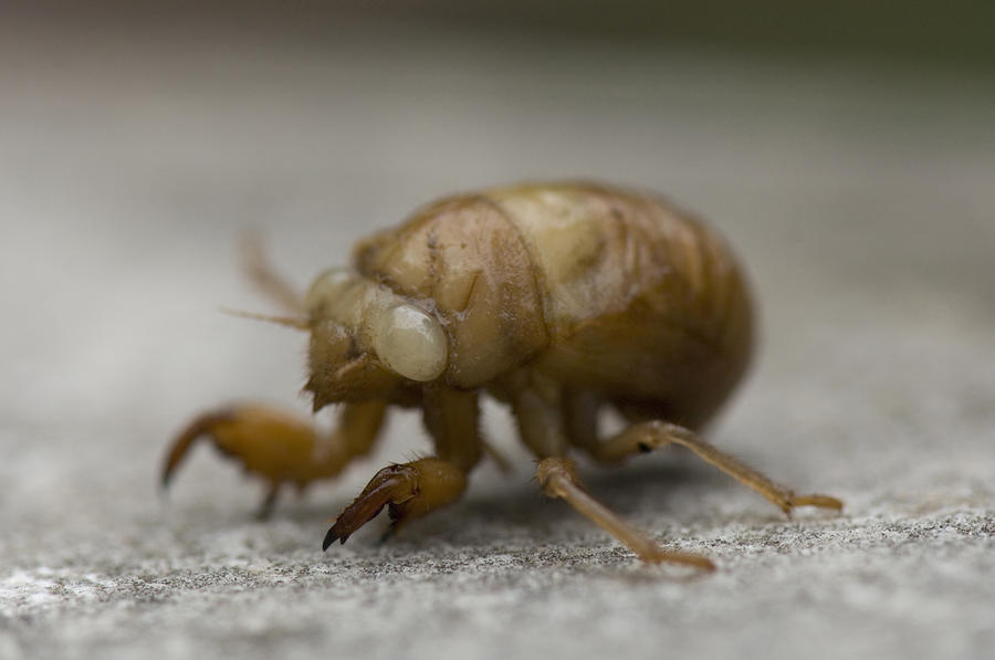 The Larval Stage Of A Locust by Joel Sartore