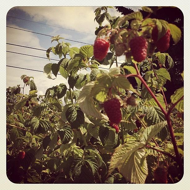 The Last Batch Of Raspberries For This Photograph by Caren Young