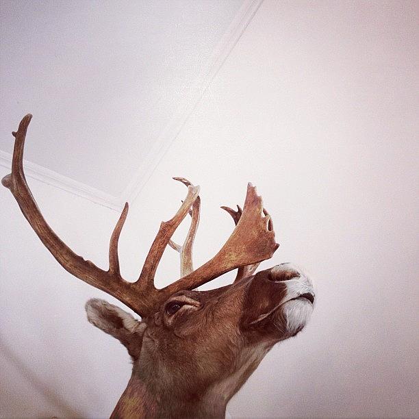The Last Caribou  Of Maine Shot In 1910 Photograph by Polina Zaitseva