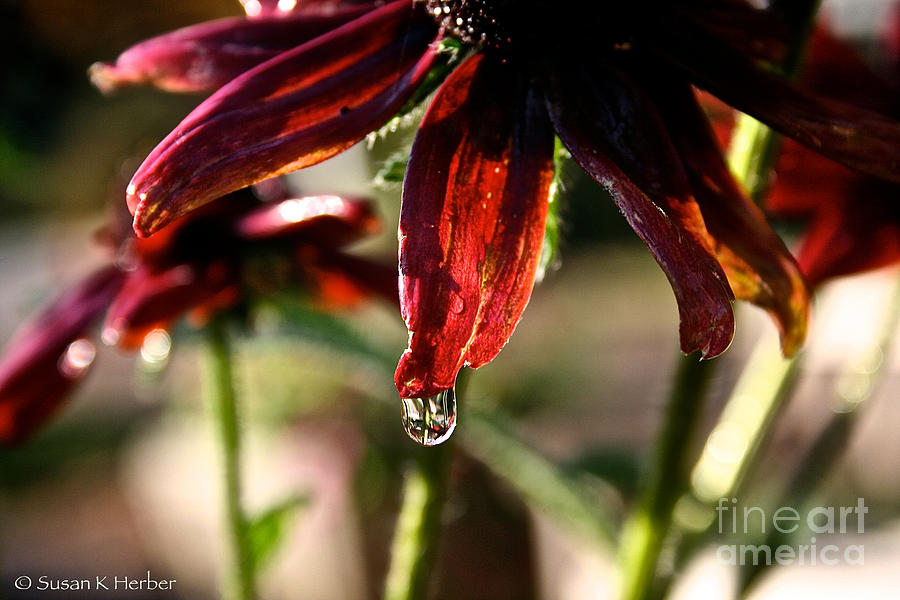 Nature Photograph - The Last Drop by Susan Herber