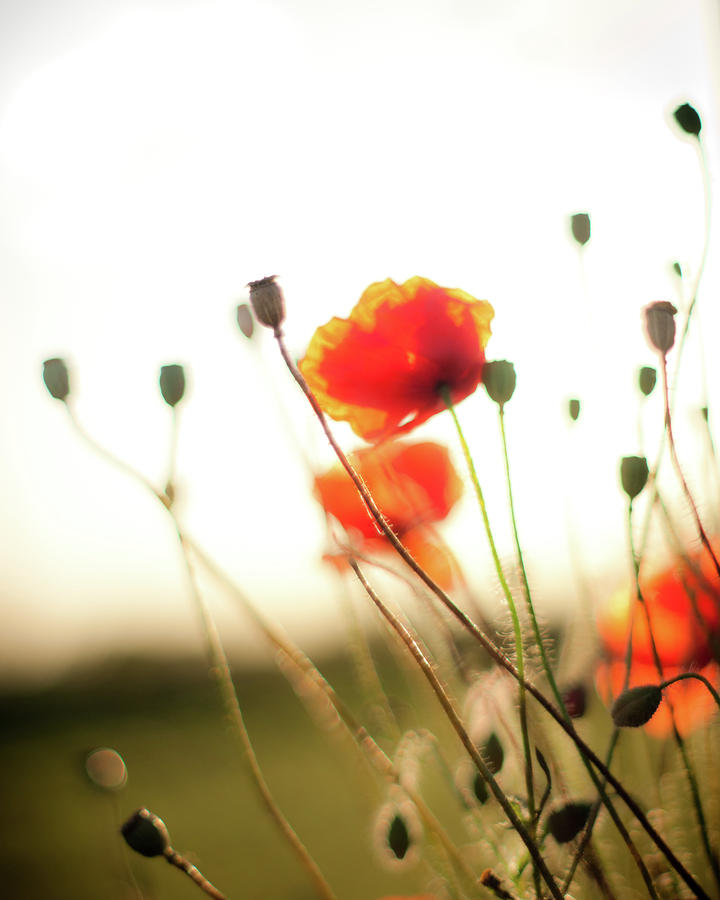 Flower Photograph - The Last Poppies of Summer 1 by Max Blinkhorn