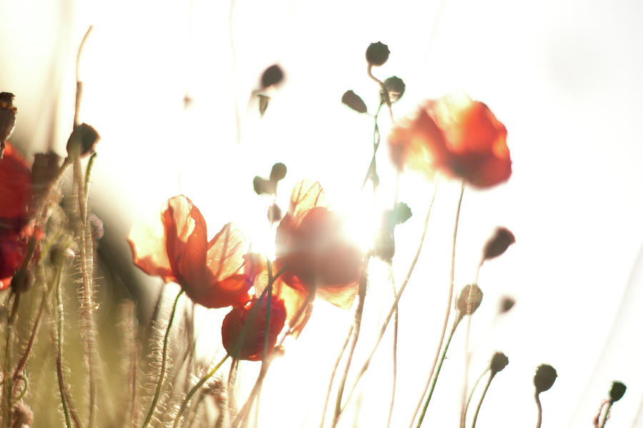 The Last Poppies of Summer 3 Photograph by Max Blinkhorn
