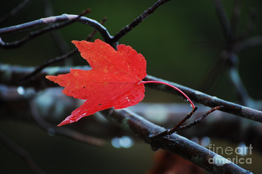 The Last Red Leaf Photograph by Robert Meanor