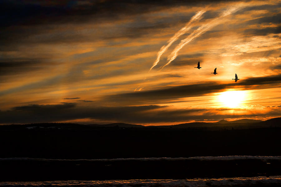 Geese Photograph - The Last Sunset by Gary Smith