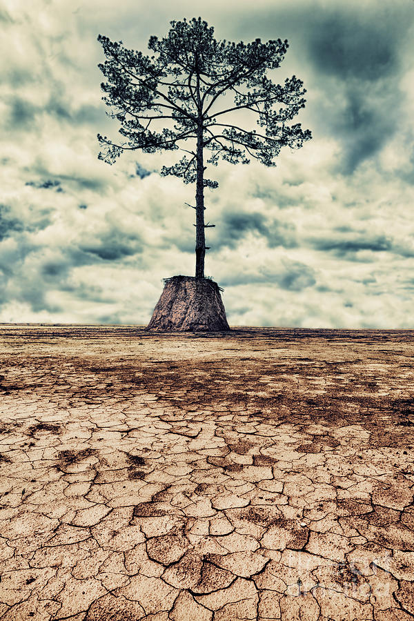 Last trees. Растрескавшаяся земля и дерево. "Последнее дерево / the last Tree.". Последнее дерево на земле инсталляция. Картина высохшего и рядом молодого дерева.