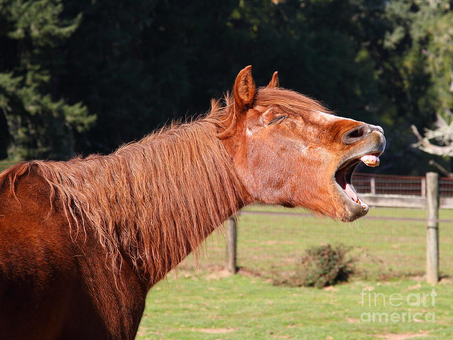 The Laughing Horse of Point Reyes California . 7D9775 Photograph by Wingsdomain Art and Photography