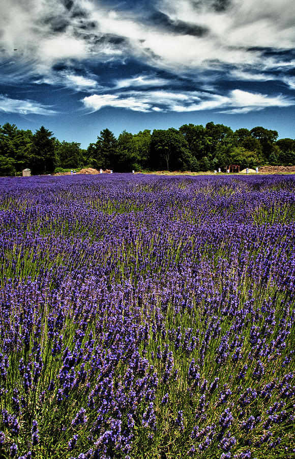 The Lavender Photograph by Roni Chastain