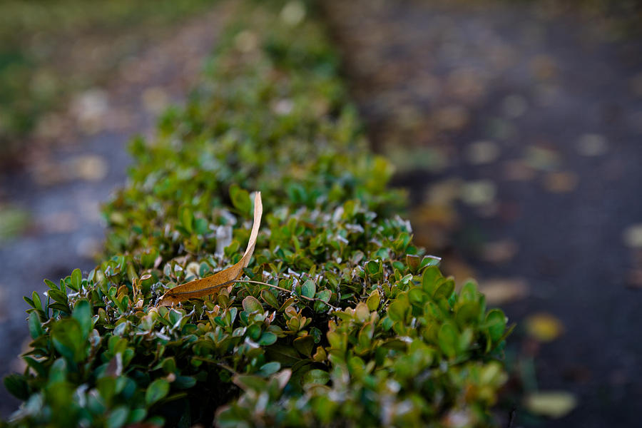 The Leaf On The Hedge Photograph by Andreas Levi