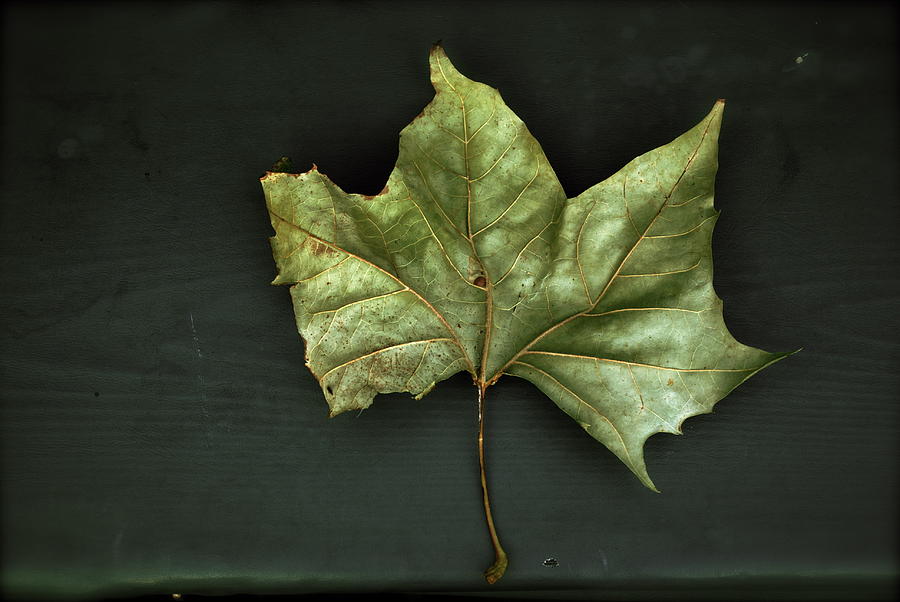 The Leaf Photograph by David Rothschild