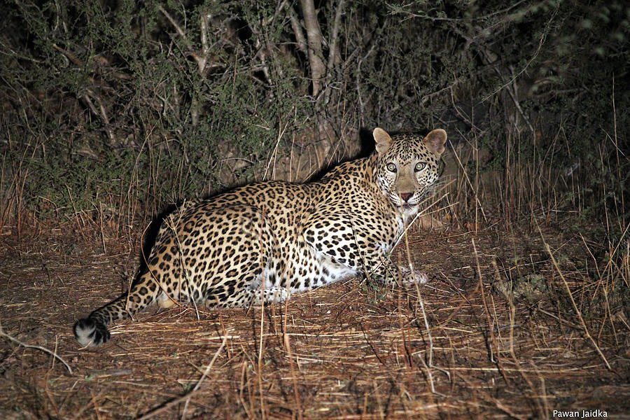 The Leopard's Crouch Photograph by Pawan Jaidka - Fine Art America