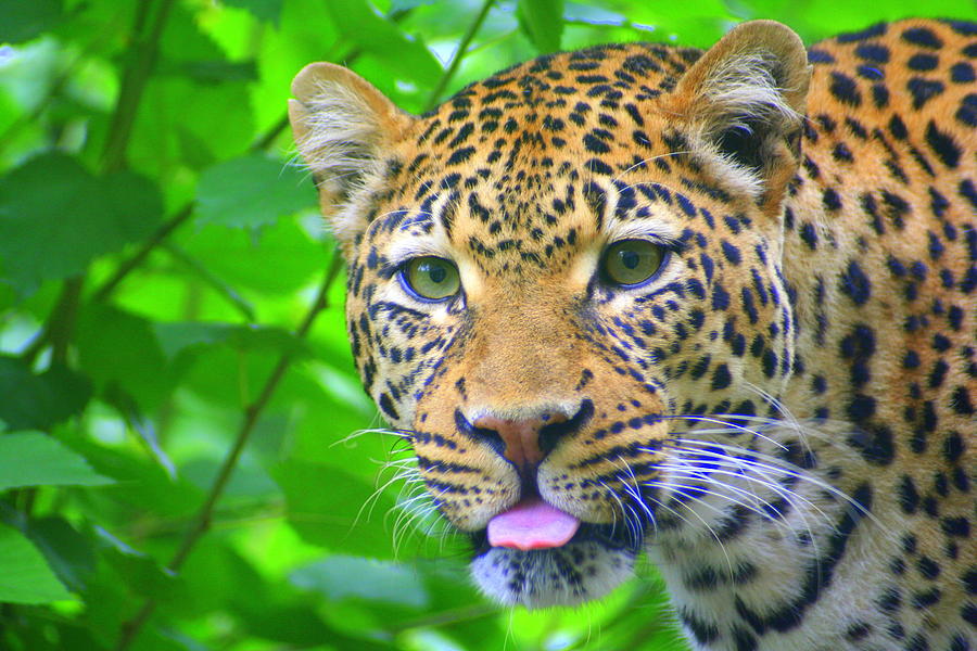 Columbus Photograph - The Leopards Tongue by Laurel Talabere