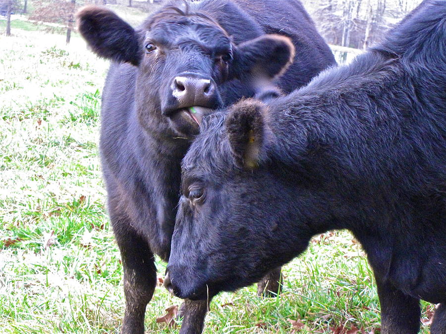 The Lick Black Angus Photograph by Lori Miller