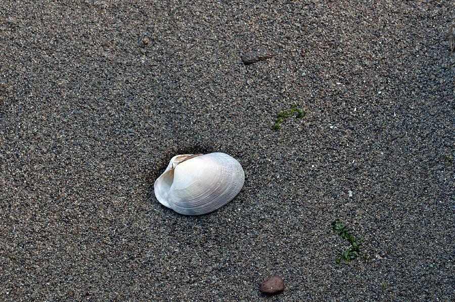 The Life of a Shell Photograph by Tikvahs Hope