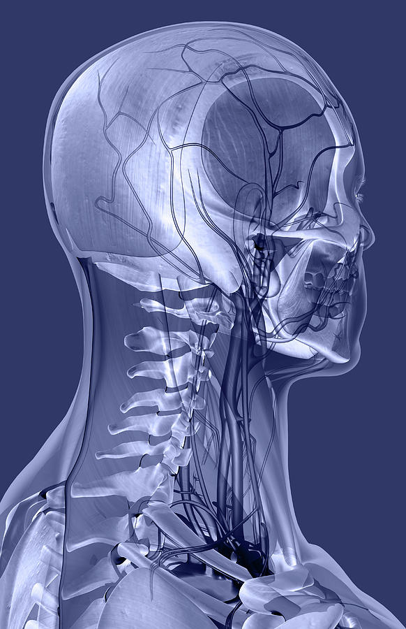 The Ligaments And Blood Vessels Of The Head And Neck Photograph by MedicalRF.com