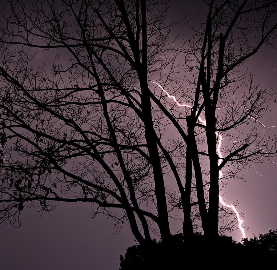 the lightning tree lene fogelberg