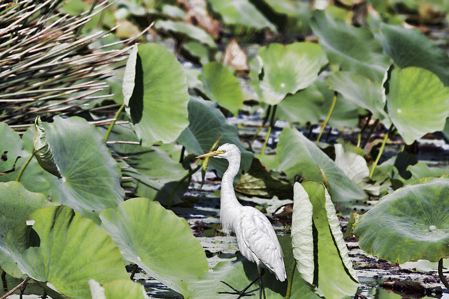 small lily pad float
