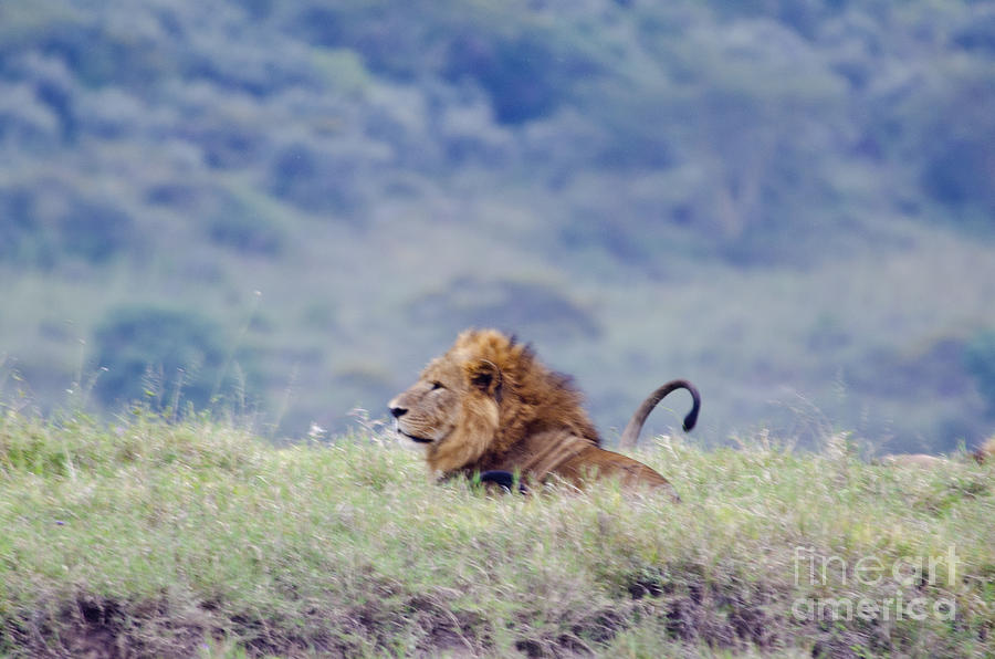 Wildlife Digital Art - The Lion King by Pravine Chester