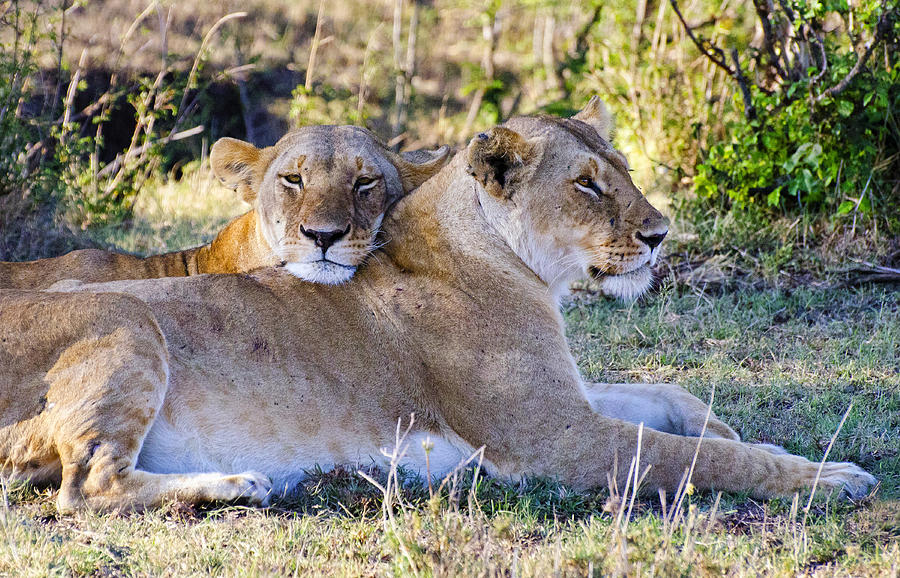 The Lion Sisters Photograph by Marion McCristall