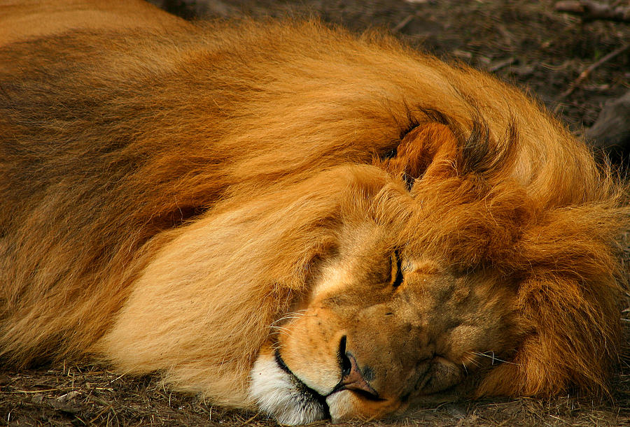 The Lion Sleeps Tonight Photograph by Cindy Haggerty