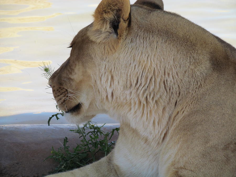 Lioness in the rain фото