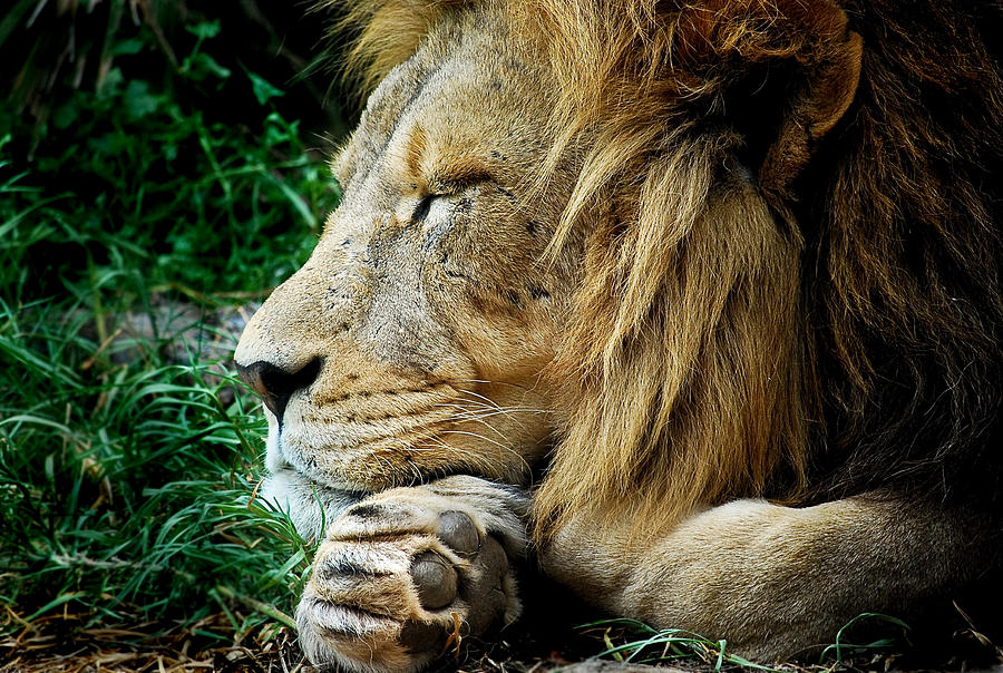 The Lions Sleeps Photograph by Michelle Wrighton