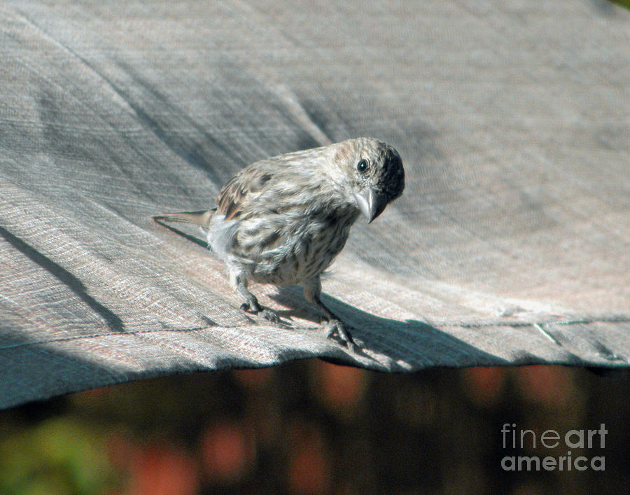 Finch Photograph - The Little Finch by Maureen Farley