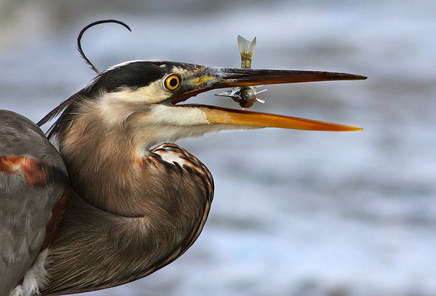Heron Photograph - The Little Fish by Mircea Costina Photography