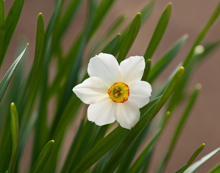 Spring Photograph - The Lone Daffodil by Lara Ellis