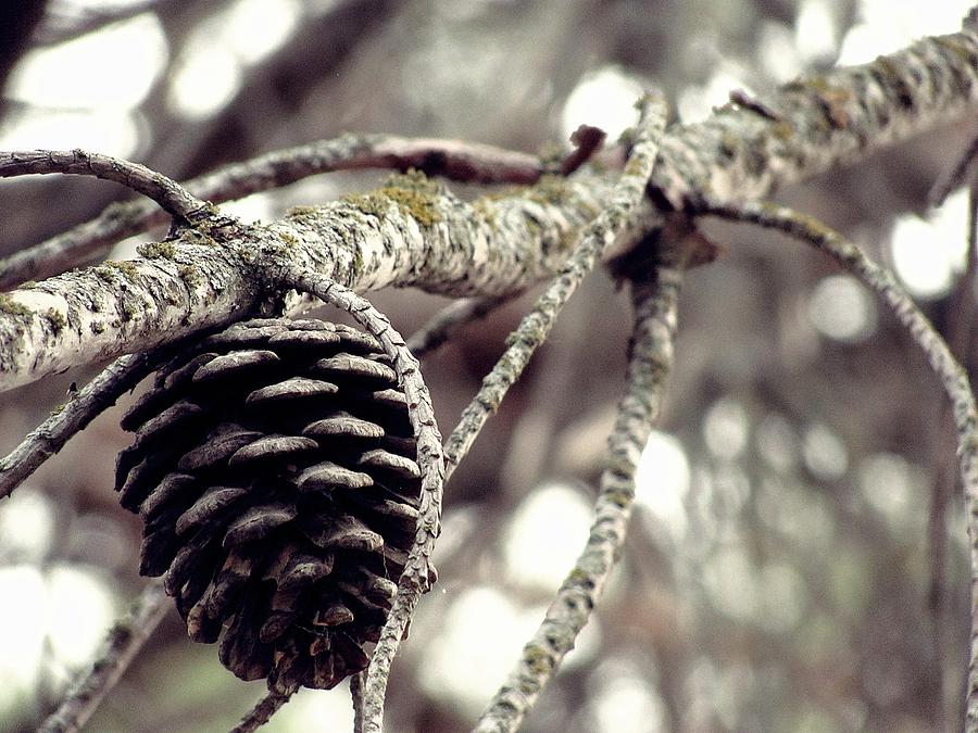 The Lone Pine Cone Photograph by Dalton Aiken - Fine Art America