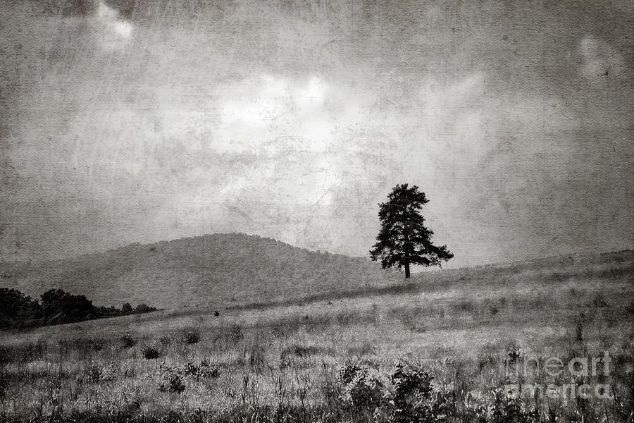 The Lone Pine Photograph by Sari Sauls