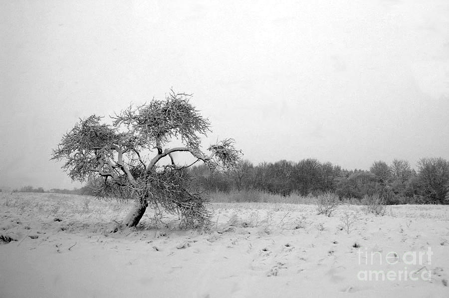 Black And White Photograph - The Lonely Apple Tree by Ausra Huntington nee Paulauskaite