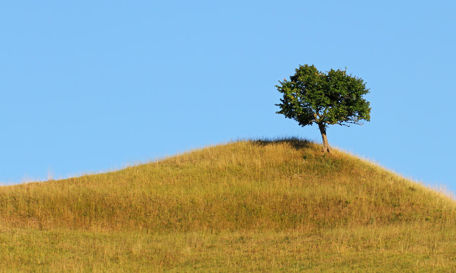 The Lonley Tree Photograph by Mircea Costina Photography
