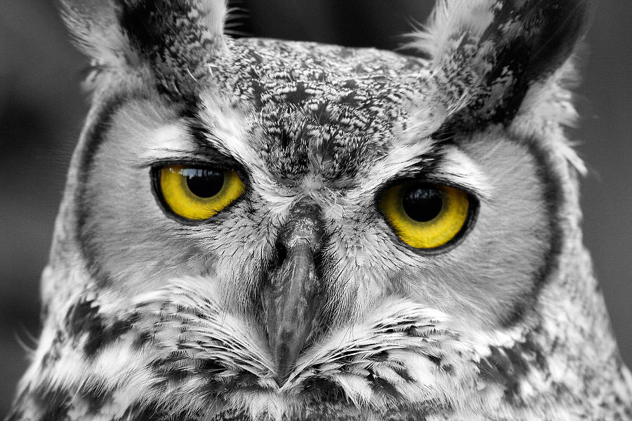 Owl Photograph - The Look by Dennis Heald