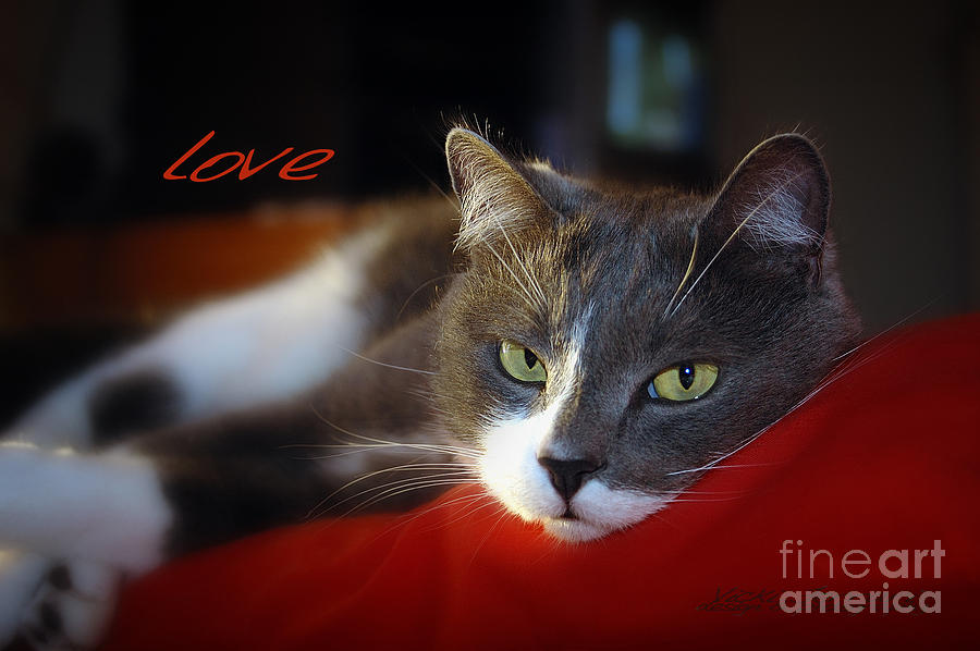 The Look of Love Photograph by Vicki Ferrari